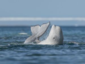 A beluga whale with its head and tail out of the water