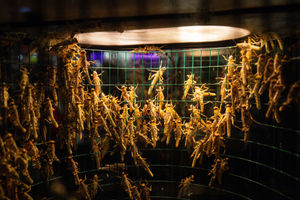 Locusts on show at the National Pet Show at the NEC, Birmingham. PA Photo. Picture date: Sunday November 3, 2019.  Photo credit should read: Jacob King/PA Wire.