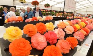 Begonias on display