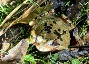 One of the toads helped across the road this week