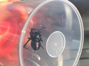 Supporting image for story: Call the spider man! Black widow caught on Telford industrial estate rehomed at Exotic Zoo