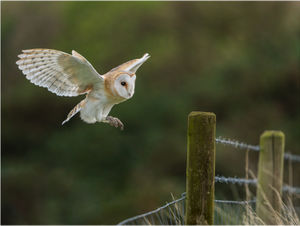 Ian Rowley – Wild Barn Owl