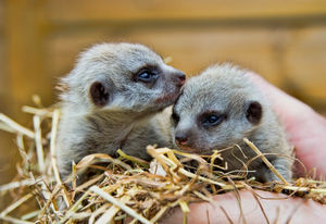 Newborn meerkats at Telford Exotic Zoo. Images courtesy of Jason Garton - Exotic Animal Photography Experiences