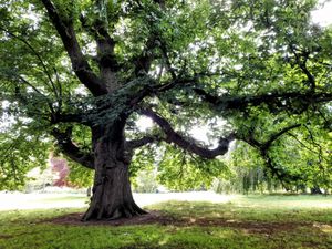 Supporting image for story: 'Tree of the Year' crown taken by Wrexham sweet chestnut