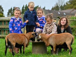 Supporting image for story: Animal sanctuary in the Black Country delights young half-term visitors
