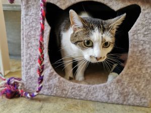 Supporting image for story: Cat found abandoned days before Christmas in Wolverhampton finds new home