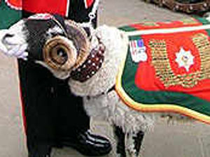 Supporting image for story: Fury as ram replaces bull terrier