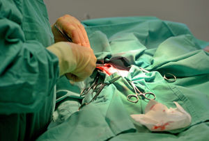 A puppy goes under the knife