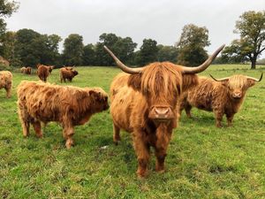 Supporting image for story: Oteley Estate opens farm gates for special open day  
