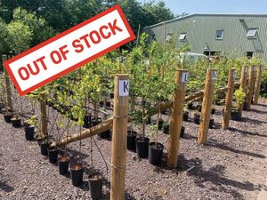 Supporting image for story: Free tree giveaway cancelled after stocks stripped on day one