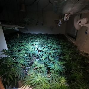The plants discovered by officers. Picture: Shifnal and Albrighton Police