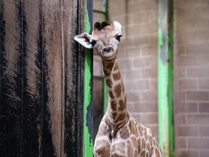 Supporting image for story: Public asked to help name zoo’s new baby giraffe