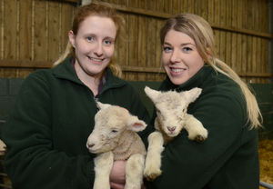 Elizabeth Neale, left, and Lucy Jones pictured with two lambs as they get ready for the Lambing Live event