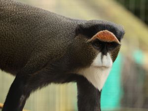 Supporting image for story: At-risk 'swamp monkeys' land in new home at county zoo