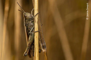 Jamie's highly commended entry 'Morning Hopper'