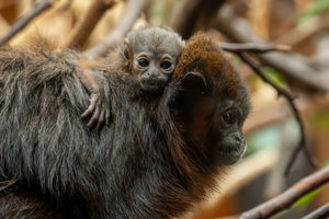The baby rare coppery titi monkey is said to be 'no bigger than a golf ball'. Pic: Chester Zoo