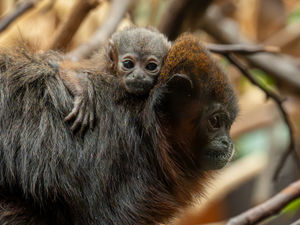 Supporting image for story: Watch: Birth of rare monkey 'no bigger than a golf ball' makes history at Chester Zoo