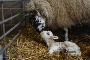 Spring has sprung at Fordhall Farm with the birth of baby Pancake