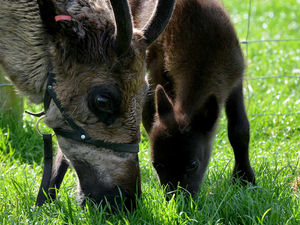Supporting image for story: Baby reindeer born at Staffordshire farm
