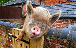 Give us a kiss – Mickey the pig poses for the camera