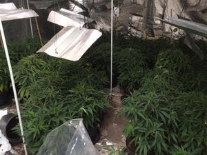 Supporting image for story: IN PICTURES: Cannabis plants worth £90k seized in Black Country raid