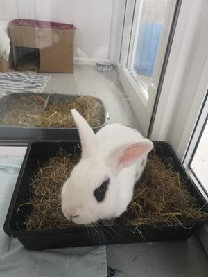 Mick Digger at The Holdings