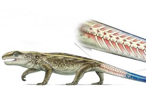 Supporting image for story: This ancient reptile shed its own tail to escape meat-eating predators 280 million years ago