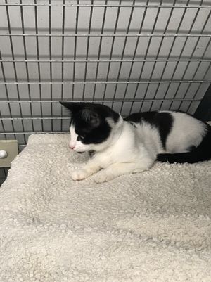 The mother and her four kittens were left in a gateway to a field in Green Lane, Walsall Wood.