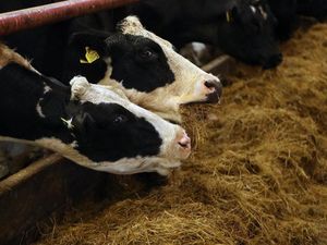 Supporting image for story: Intensive farming practices ‘provide perfect environment for bugs to spread’