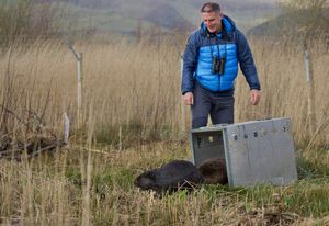 The beavers are released. Photo: Montgomeryshire Wildlife Trust/Emyr Evans
