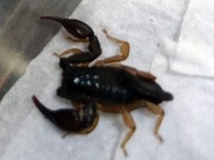Supporting image for story: Scorpion found at luxury Birmingham hotel