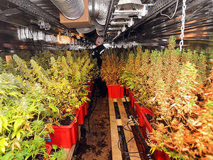 Supporting image for story: Cannabis factory find at Science Park