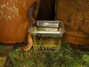 Supporting image for story: Martin's comical garden slideshow