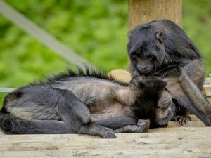 Supporting image for story: Monkeys say farewell to zoo before jetting of for new life