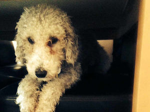 Supporting image for story: Young dog battered by burglars now on the mend