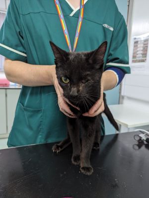 The cats were taken into the care of the RSPCA and rushed for urgent veterinary treatment. Photo: RSPCA