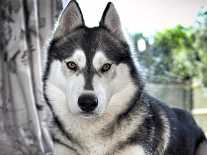 Supporting image for story: The year's best animal stories