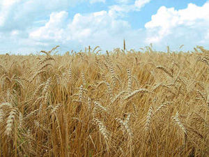 Supporting image for story: Shropshire farmers urged to cut down on water