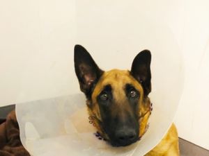 Supporting image for story: Pet pooch Pablo makes miraculous recovery after being hit by two cars in Wolverhampton