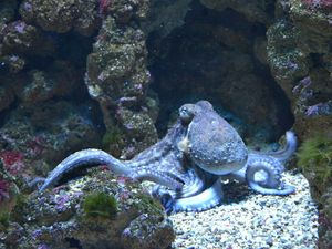 Supporting image for story: Stop chopping up intelligent octopuses