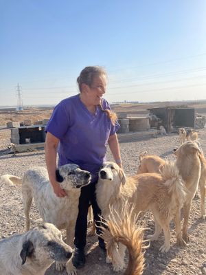 War Paws houses more than 100 dogs at its shelter in Iraq