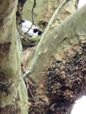 Up the maternity tree - the mother was spotted by a passer-by