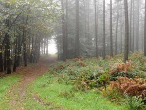 Supporting image for story: Cannock Chase 'not for sale', insists council