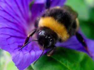 Supporting image for story: Baby bee brains develop abnormally when exposed to pesticide – study