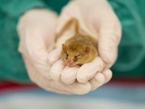 Supporting image for story: Nine rare hazel dormice to be released in wild after successful health checks