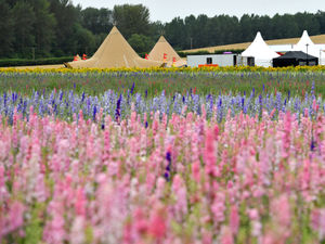 Tickets for Shropshire Petal Fields are now on sale.