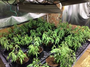 Supporting image for story: Police raid uncovers cannabis factory in loft of Telford house - with pictures