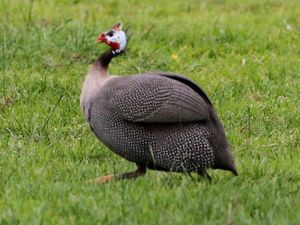 Supporting image for story: Dinosaurs from 200 million years ago ‘may have walked like guineafowls’