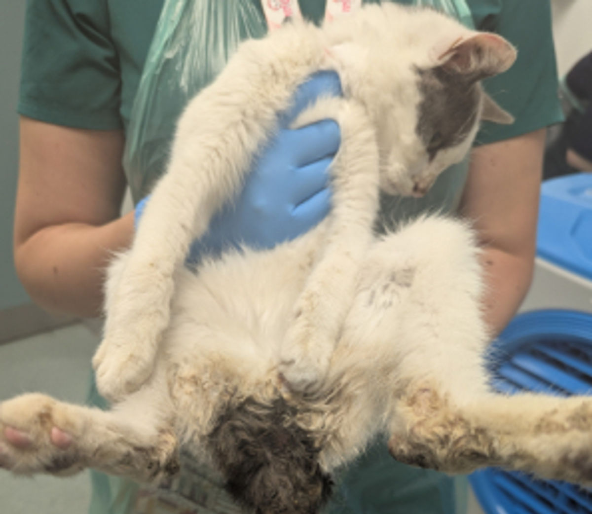 Four year animal ban for Birmingham woman who neglected her cats - with one having to be put down