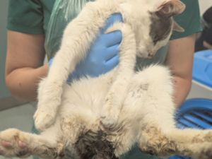 Supporting image for story: Four year animal ban for Birmingham woman who neglected her cats - with one having to be put down